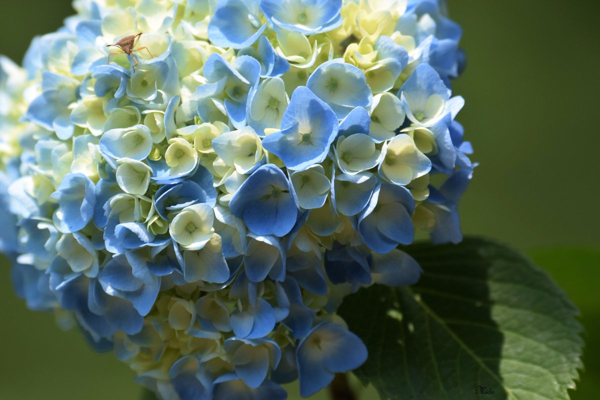 hydrangeas #lovely #flowers #june