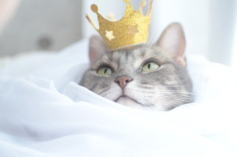 Кошка в короне