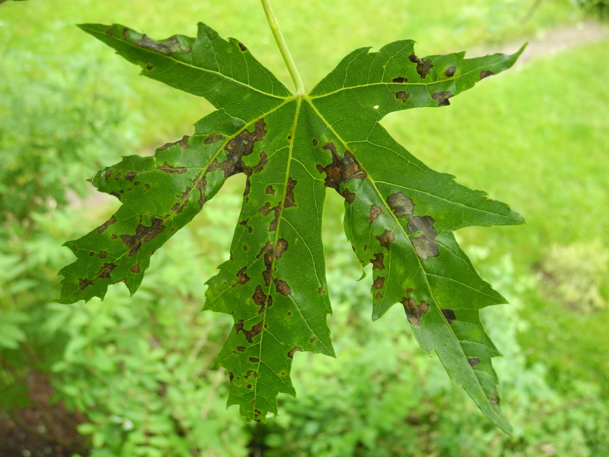 Wet spring weather in Upstate NY has led to Shade Tree Anthracnose outbreaks. blogs.cornell.edu/treeipm/