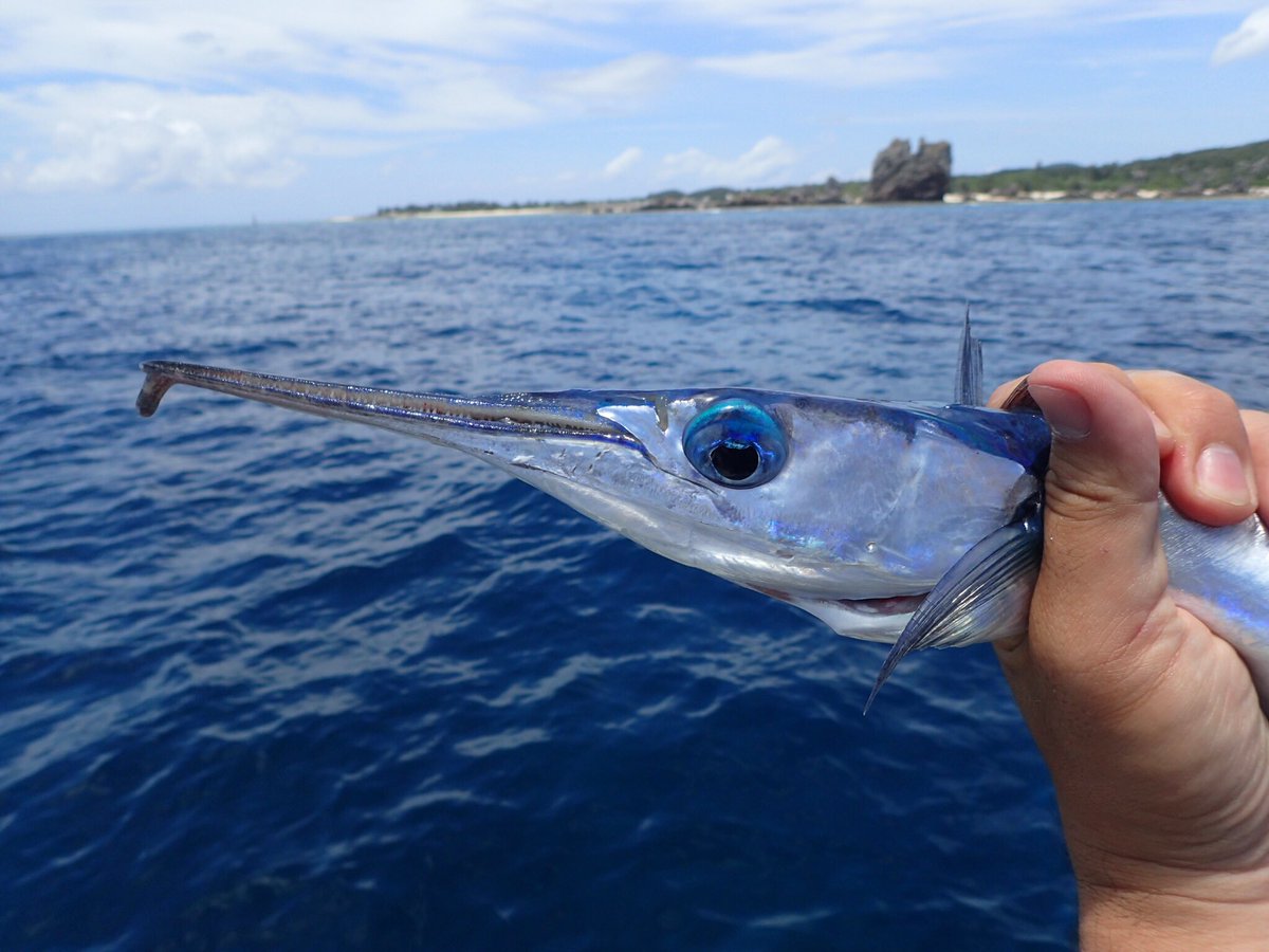 平坂寛 テンジクダツ なぜこんなにかっこいい魚を釣り人たちは嫌うのか 僕はわざわざ沖縄まで狙いに行ったくらいなのに 味も悪くないよ 下くちばしの先端についているのはデキモノじゃないよ たぶん船のフィンキール のような役割なのではと思われ