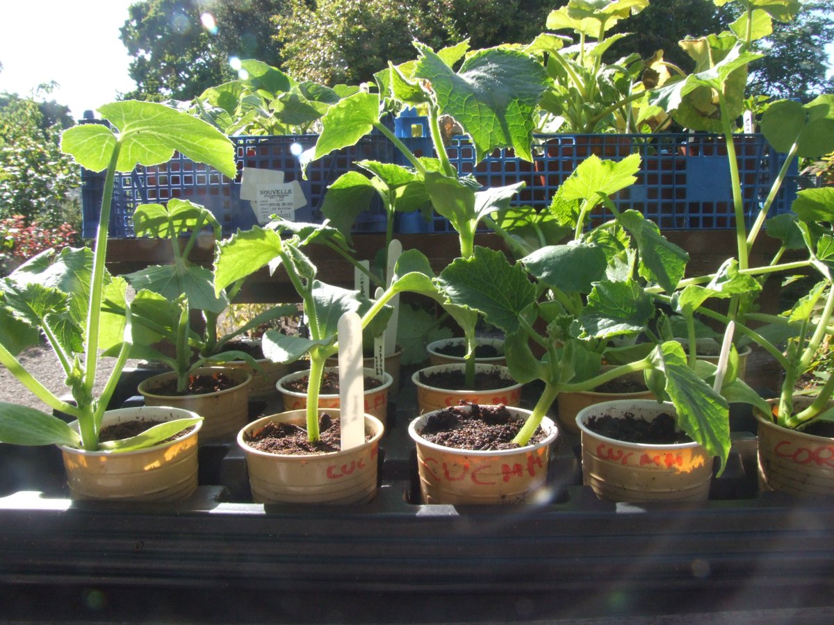bgf2030's tweet photo. Snap up your bargain veg plant collection for 2018 at https://t.co/4pC4bjYcTP #BetterBristol https://t.co/B7sr376Kxy