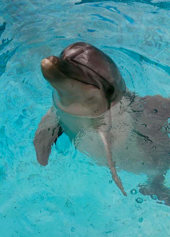 Dolphins face many threats in the ocean from pollution, fishing nets, ship noise, loss of food due to climate change, predators &amp; disease.