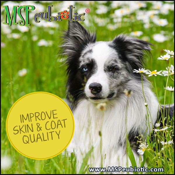 MSPeubiotic's tweet photo. Improve #skin and #coat #quality in #dogs. #betterimmunity #healthierdogs #loveyourpet https://t.co/H9vez5XfYa