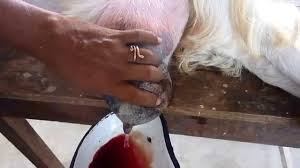 FarmSourceltd's tweet photo. COMMON DISEASES OF GOATS https://t.co/zetqgBcnmF https://t.co/aMWQEsyI1u