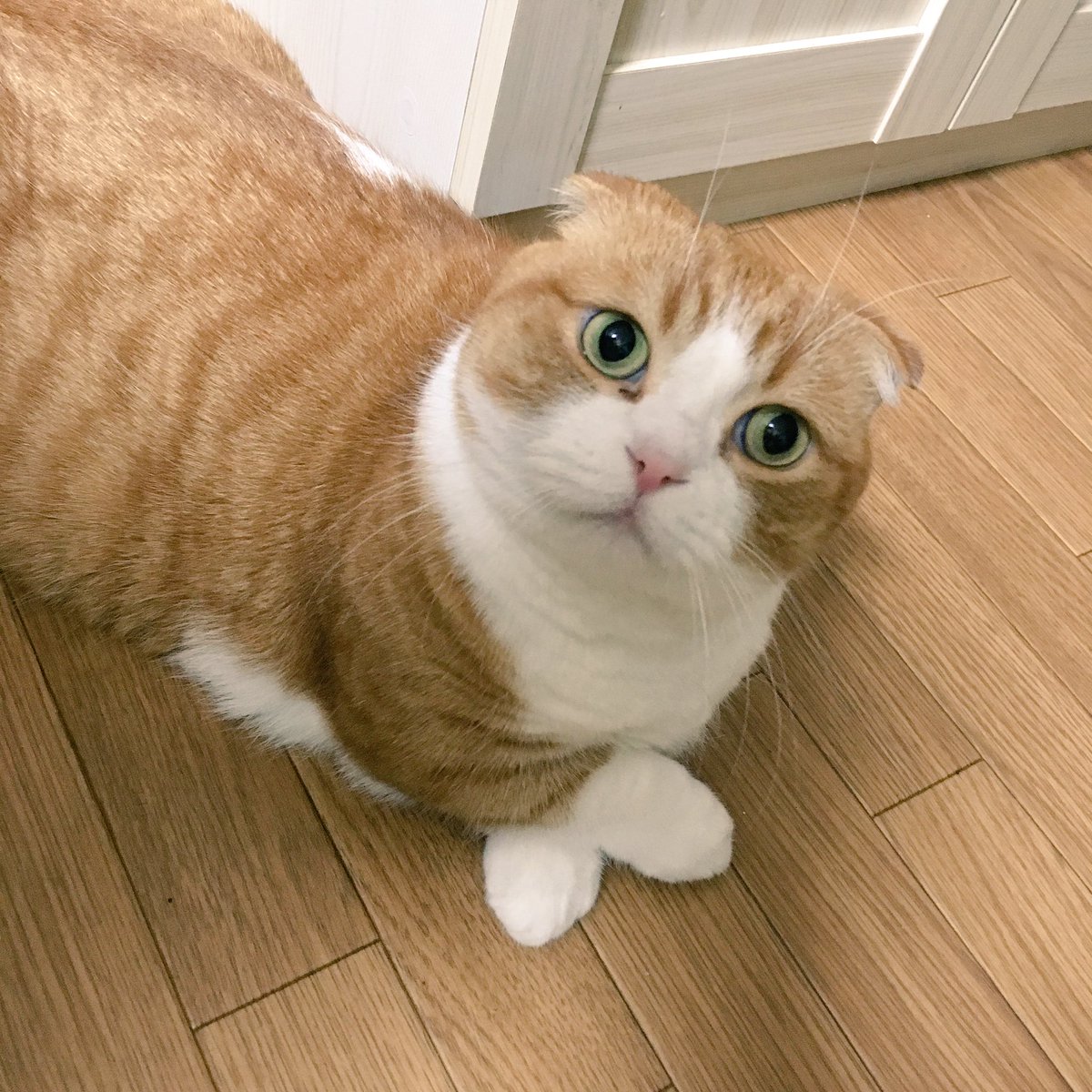 merunyaa's tweet photo. 手、クロスしてるけど
どうしてこうなった？
ここ7年間で初めて見たんだけど、人間でいう腕組みかしら？

#マンチカン #短足 #耳折れ https://t.co/n3aT8BvlkU
