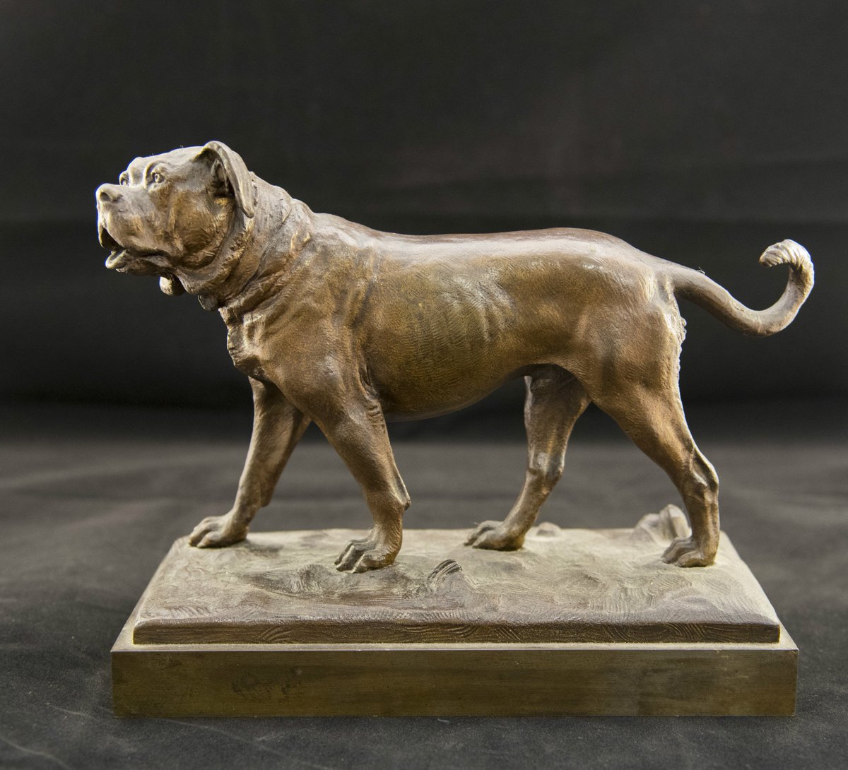 dogworldnews's tweet photo. Magnificent #Molossers at the KC gallery - read more at https://t.co/HYJPTtHAUL #dogs #Bullmastiff https://t.co/r2ECZCAJB8