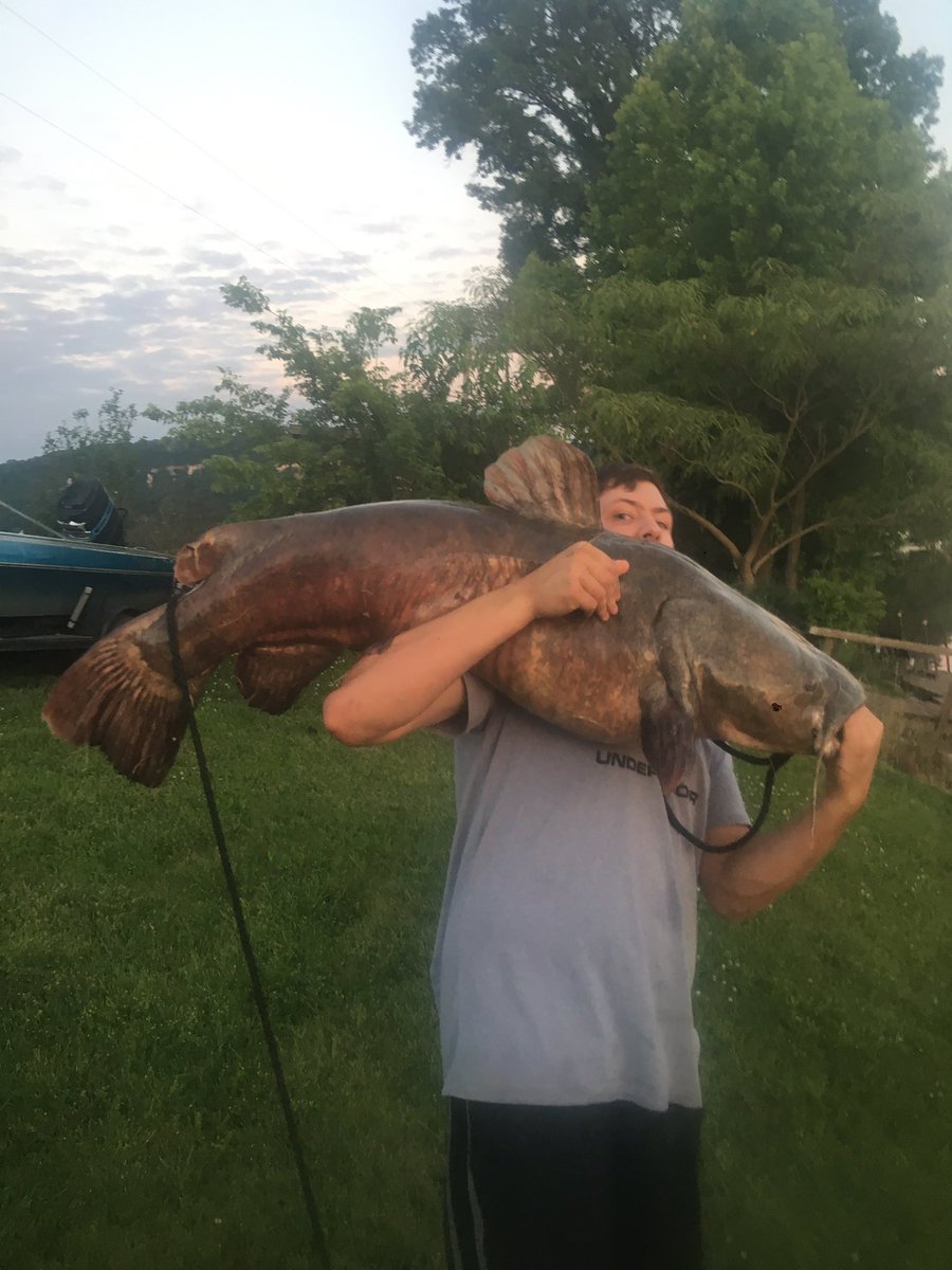 The pro staffers hooked into this hog of a flathead. 80lbs. 48" long 36" girth. Southern Illinois. #TeamCatfish