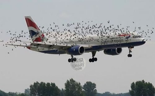 CherylFeeley_1's tweet photo. You know you cheaped out on your plane tickets when birds need to carry it in the sky.
#FunnyPlane #humor #funny https://t.co/olfVw4C9Si