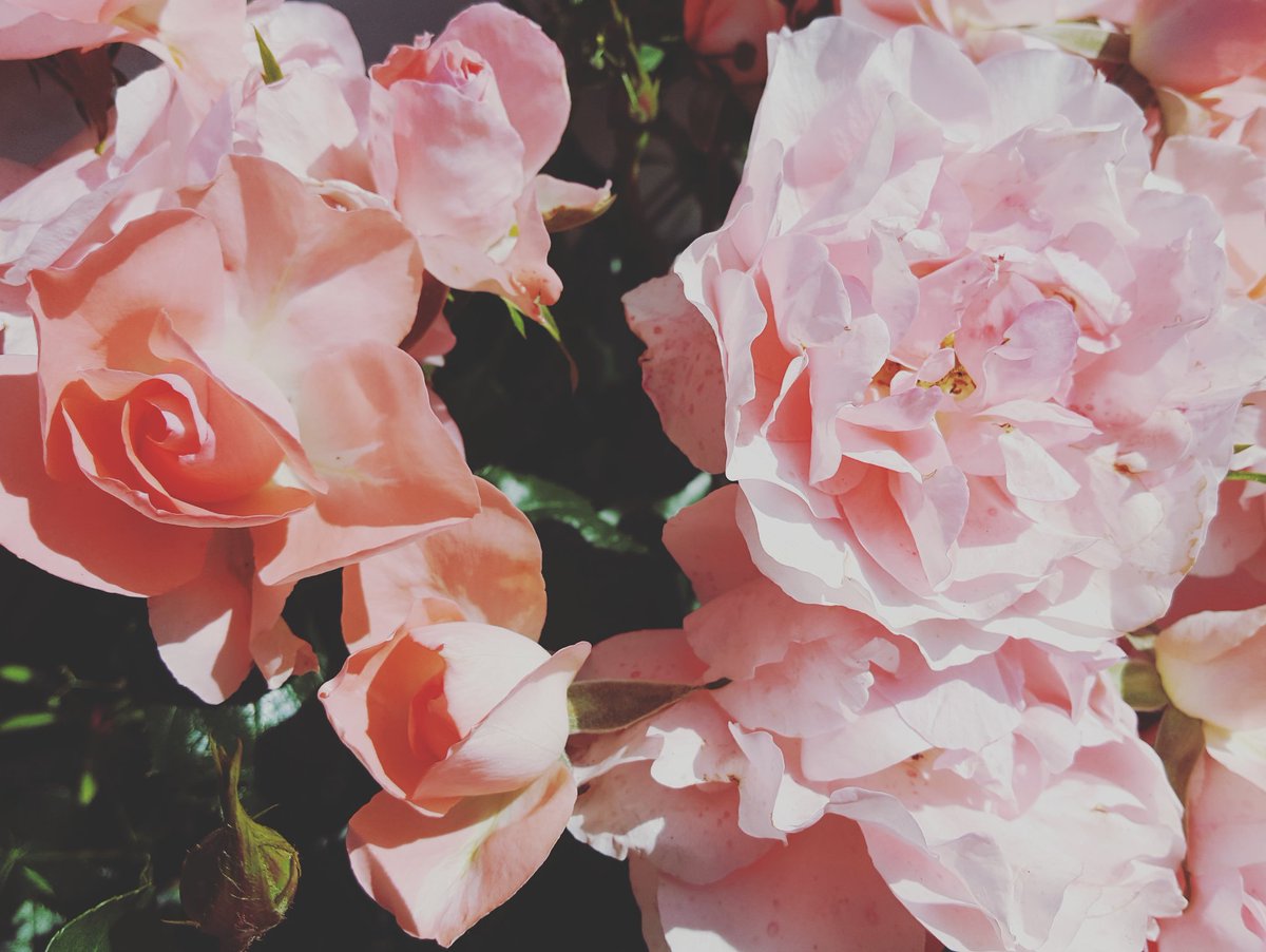 fleuriste's tweet photo. Roses... ☉
#nature #Fleurs #campagne #nature #repos #JaimePerriers #Andelle #Saison #spring #sweet #tourisme #famille #soleil#garden #rose https://t.co/lNmfVTr10j
