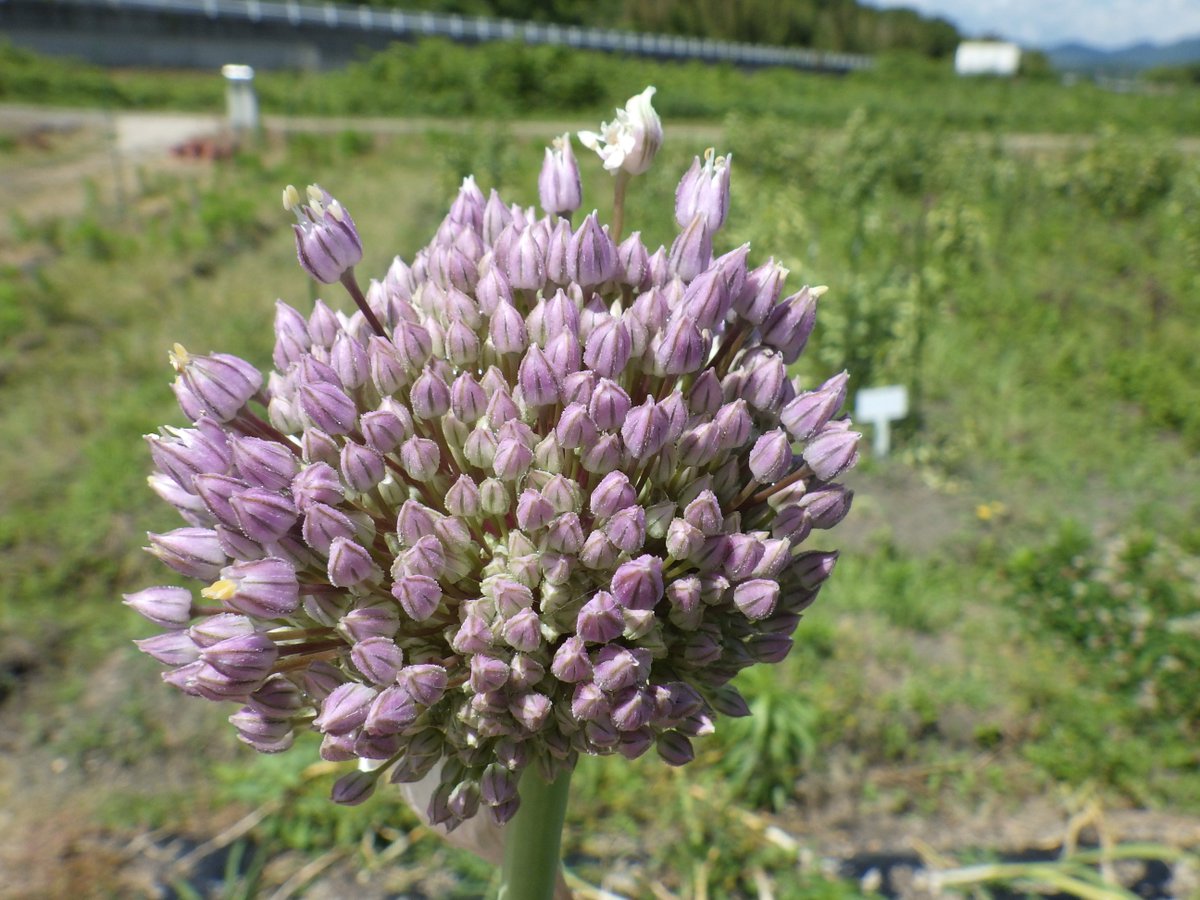 龍谷大学農学部 בטוויטר ジャンボニンニクの花茎が伸び先端に花が見られました 正式には西洋ネギのリーキに近い種なのでニンニク ではないそうです ところが花茎はニンニク の芽 にソックリ なので食べていただくと歯応えが良くとても美味しいみたい 振り向けば