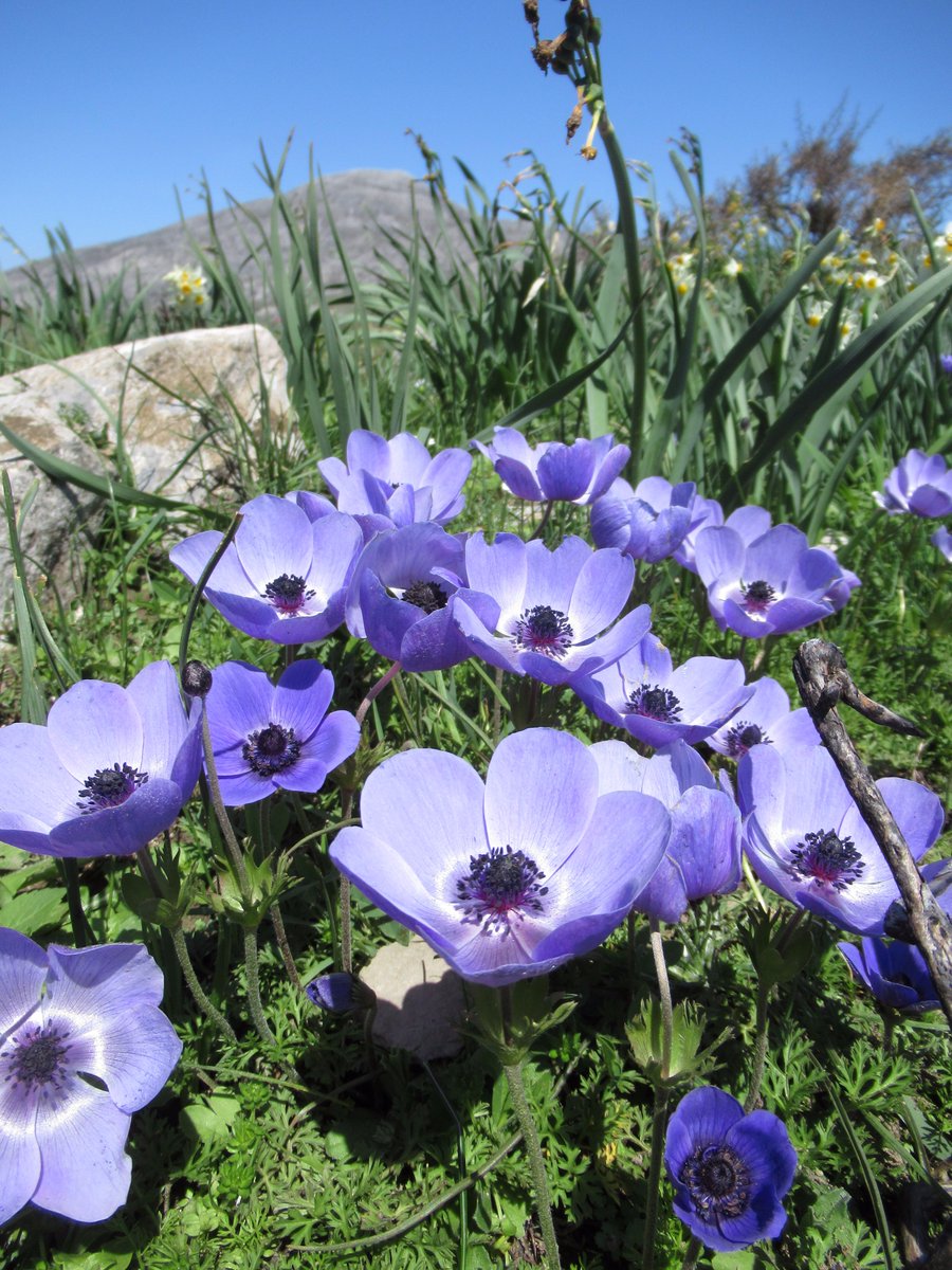 thorogoodchris1's tweet photo. A classy find this year: a glade of wild anemones on a Cretan mountain in Spring. Share the beauty. #PurpleFlowerPower @HortErotica https://t.co/xvRTuEbH6N