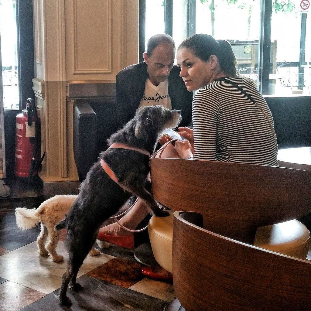 MitziLawrence's tweet photo. Stopped by McCafé for some 1Fr espresso and look who we met! #DueDoggos #dogs #dogsofinstagram #dogsincafes #Lugan… https://t.co/mV7yRx3gKo https://t.co/TMy0ni0lU2