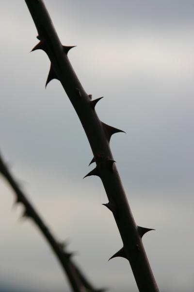 Mission and frailty go together; “going into the world” and “a thorn in the flesh” cannot be separated. tiny.cc/qrsmly