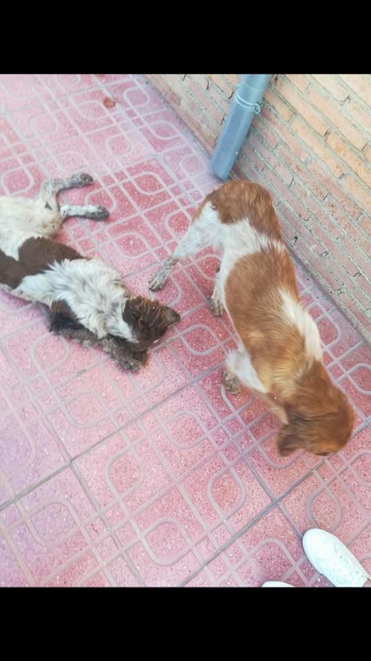 Spanielsrescue's tweet photo. #heartbreaking #Spanishpair in worse way need your help liver/white injured golden girl wont leave friend pls donate #vetsinneed https://t.co/sxhcVW7gST