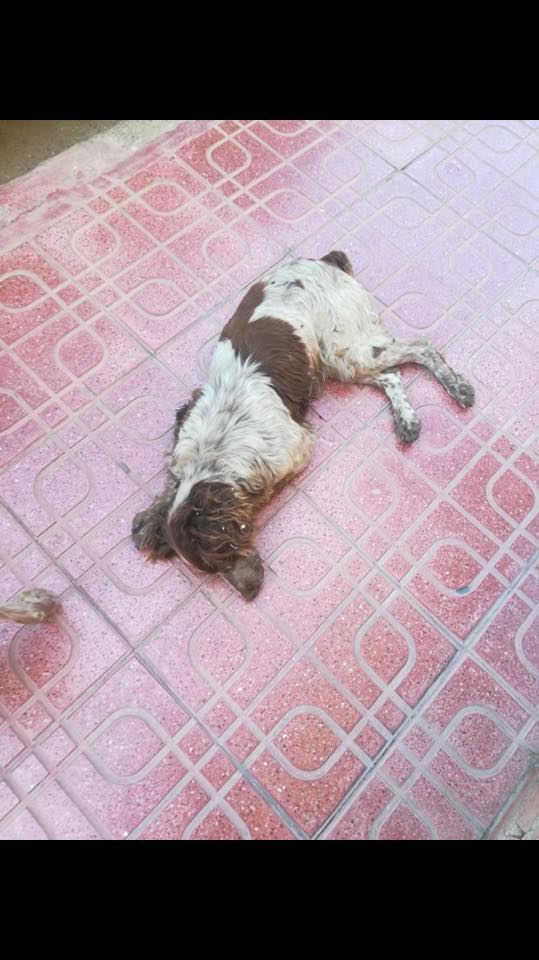 Spanielsrescue's tweet photo. #heartbreaking #Spanishpair in worse way need your help liver/white injured golden girl wont leave friend pls donate #vetsinneed https://t.co/sxhcVW7gST