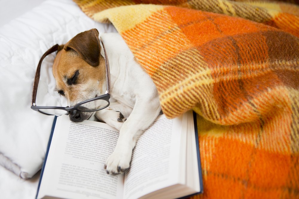 UcapsaMx's tweet photo. 8 #libros para los amantes de los perros. 
https://t.co/Chm63BukU8 https://t.co/Y3stkEaC3v