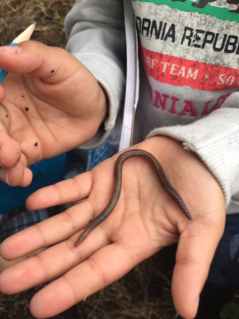 ReadWriteAway's tweet photo. We're enjoying today's "Worm Weather" @WhitsittWildcat!! @ReadtobeReadyTN https://t.co/afj2NmFkpU