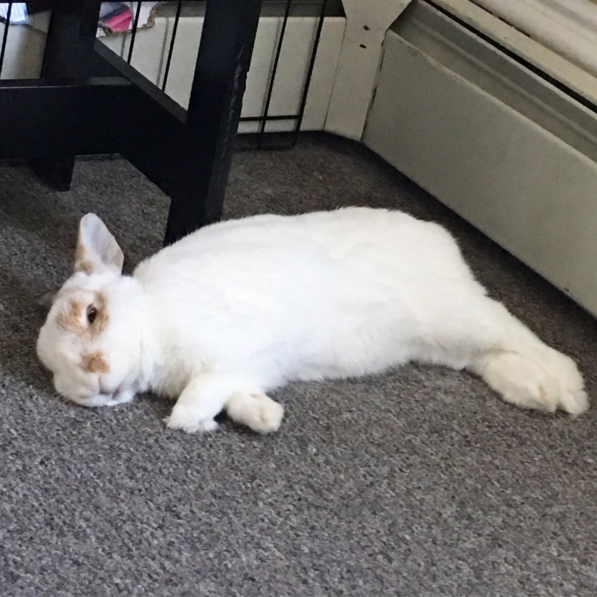 Melangeashley's tweet photo. #mondayvibes #sleepy #rabbit #leotherabbit https://t.co/ySF6wNQmOe
