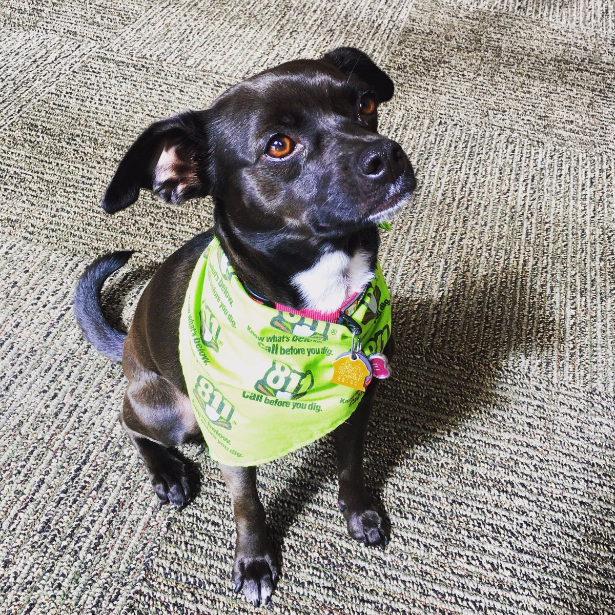 Colorado811's tweet photo. Happy Monday from Tillie! @jdmanis https://t.co/gZ9yHkIEzv