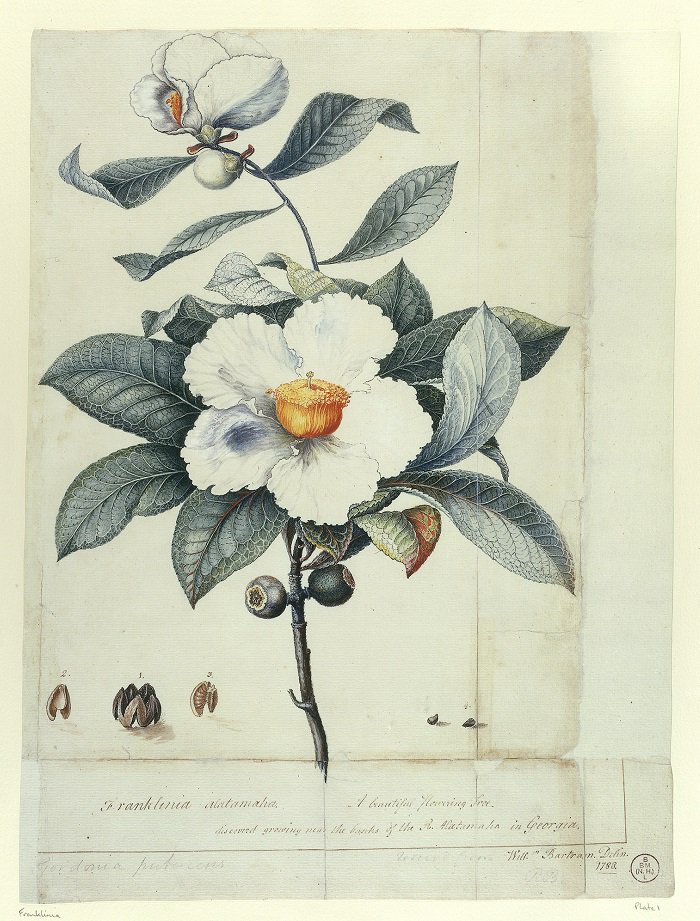 ugalibscl's tweet photo. Come explore our natural history collections for #nationalgardeningweek https://t.co/wditYIGxca