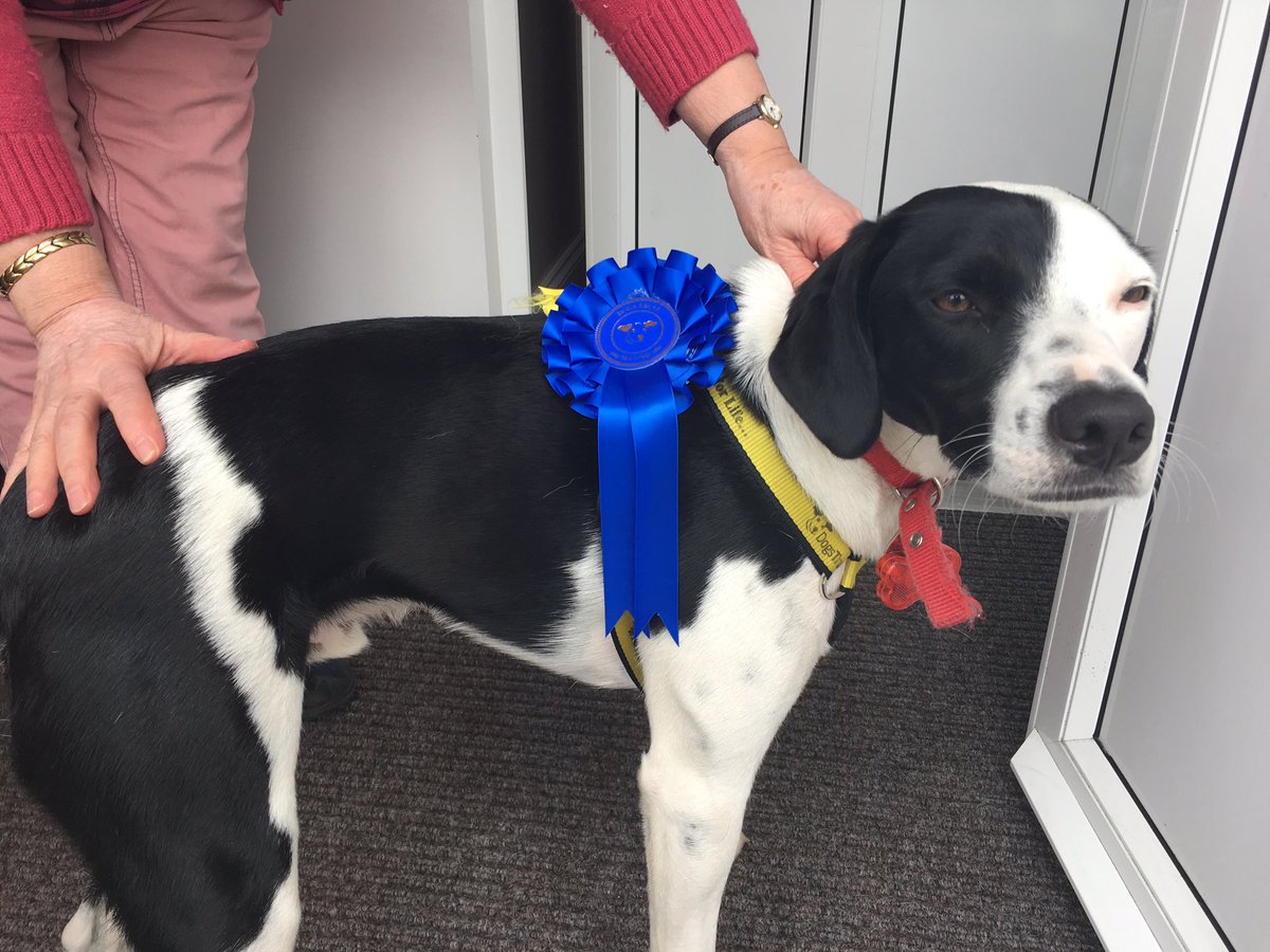 Paws4Thought1's tweet photo. So proud of our flash! Coming π₯ in most improved rescue dog @DogsTrust fun day #harefield #dogstrustfunday #paws4thought #dogwalking πΆπΎ https://t.co/9042VIR0KY
