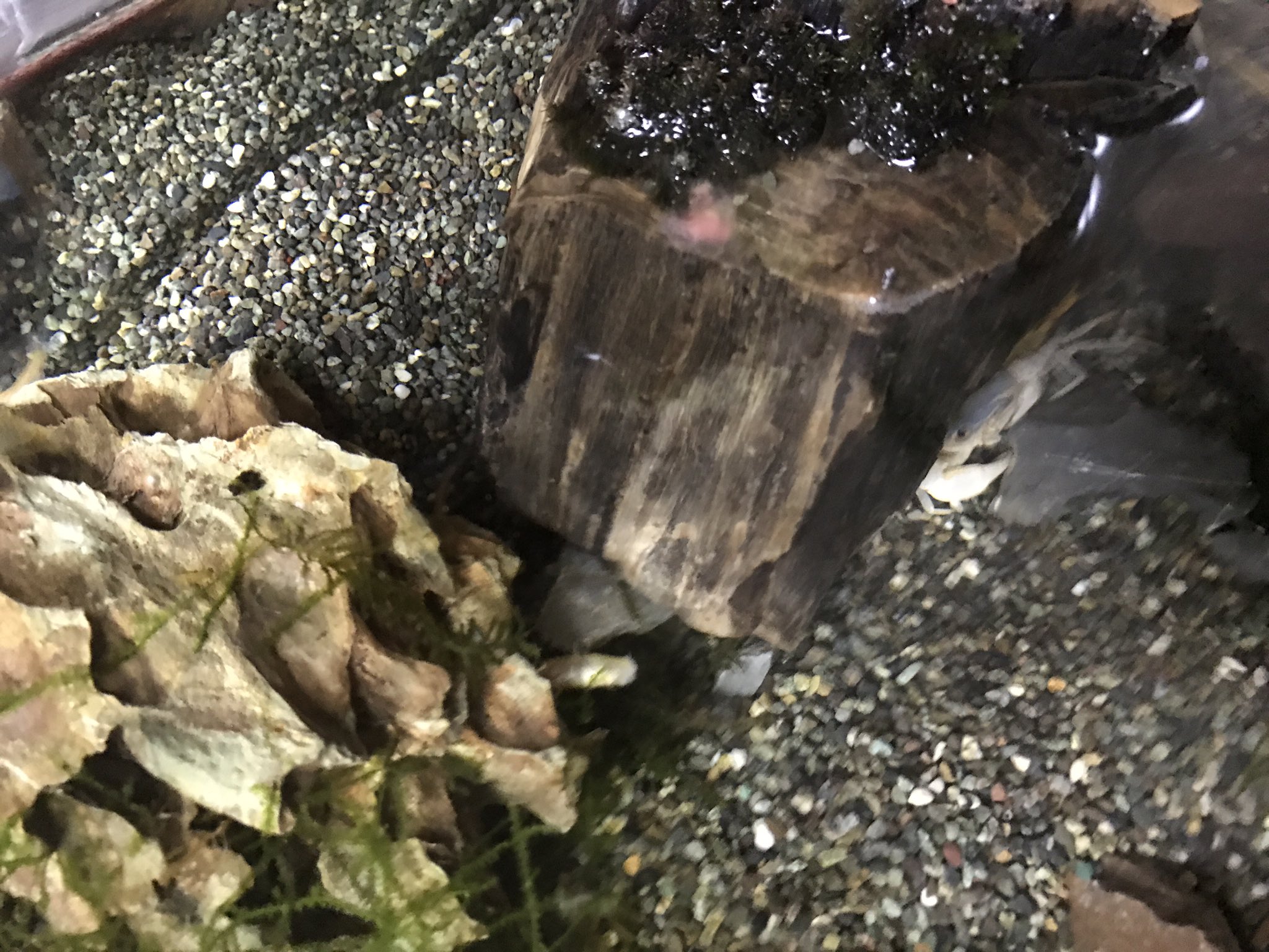 Ko Ryu アクアリウム 前ネットでサワガニとメダカの混泳に調べた時メダカは泳ぐのが早いのでサワガニには捕食されないって書いてたんだけど それは嘘だということが検証されました １ヶ月くらい前10匹 そして昨日入れたばかりのメダカが1匹サワガニの