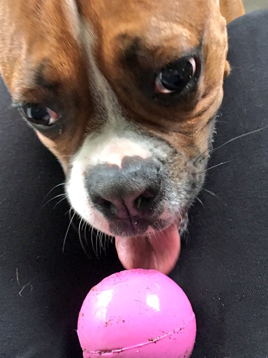 dreneehawkins's tweet photo. Sára's #MondayMotivaton #gotball Happy Monday fur peeps! #ilovemyboxer #boxermom @BoxerDogUnion @BoxersNation @BoxerBond @BoxerFanClub https://t.co/dz5LhFfH9p