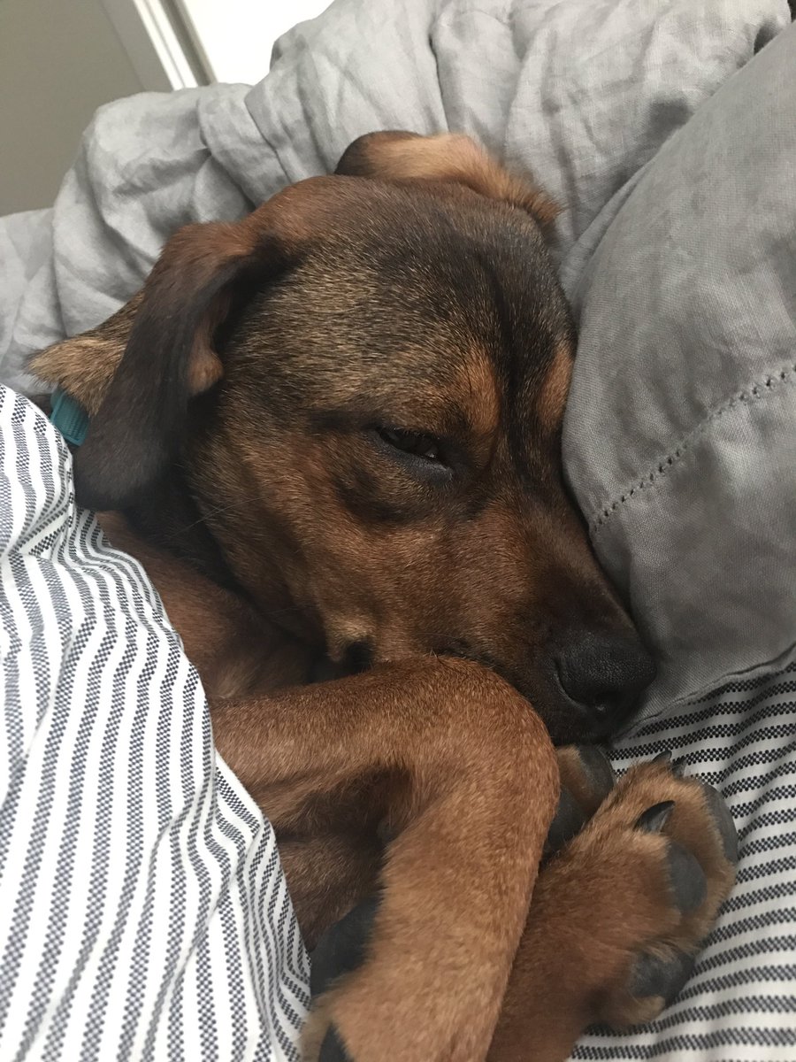bakedbeansboi's tweet photo. I would rather be snuggling with my dog https://t.co/WxpM5THETM