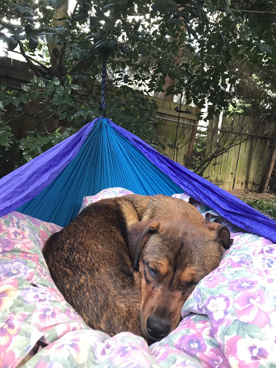 bakedbeansboi's tweet photo. I would rather be snuggling with my dog https://t.co/WxpM5THETM