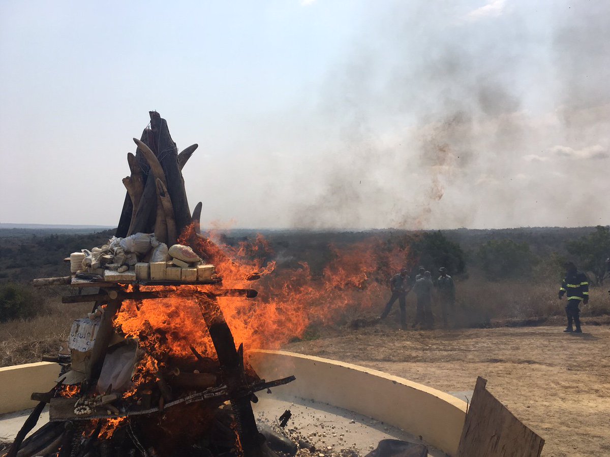 StopIvory's tweet photo. Angola's lights a fire and demonstrate its commitments by torching the country's main ivory stockpile of 1.25 tonnes. #WorldEnvironmentDay https://t.co/7OVy2KaB25