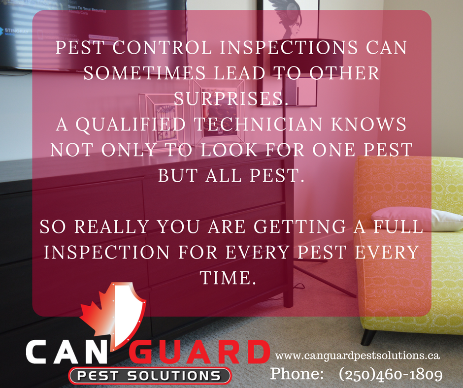 CanGuardPest's tweet photo. #PentictonBC #PestContolBC #CanGuard#YourPestControl #PestSolutionsBC https://t.co/leyJ0bYUPR https://t.co/9zZBKP2OZS