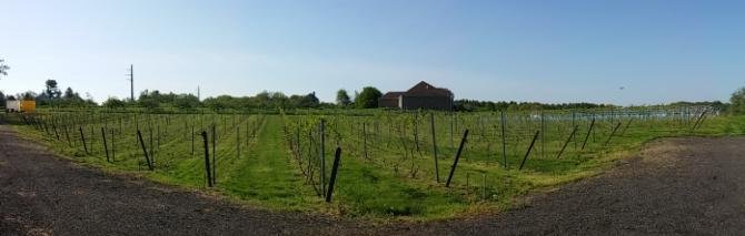 AaronapCellars's tweet photo. Honey, I Leased A Vineyard! #masswine #estatevines #marquette #arandell #chambourcin https://t.co/ARypCjO9Uu https://t.co/qb4su3YzpV