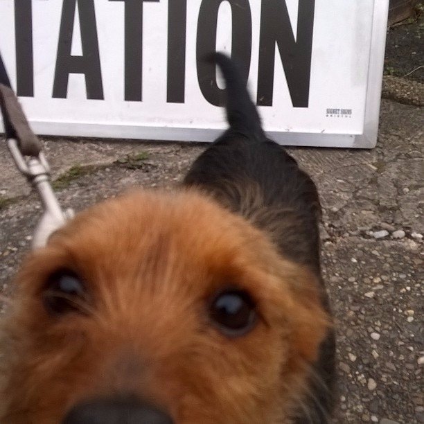 DogsAtPollingS's tweet photo. This little pooch REALLY wanted to make sure it was in shot! #dogsatpollingstations #pupsnotpolitics #dogsoftwitter https://t.co/QsAxNBzQlk