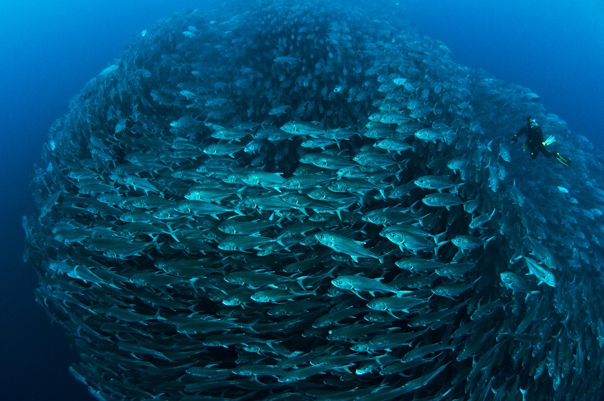 We're on the ground with <a href="/SylviaEarle/">Sylvia A. Earle</a> at the <a href="/UN/">United Nations</a> Ocean Conference! Learn why #WorldOceansWeek matters: bit.ly/2qTC0VI #saveourocean
