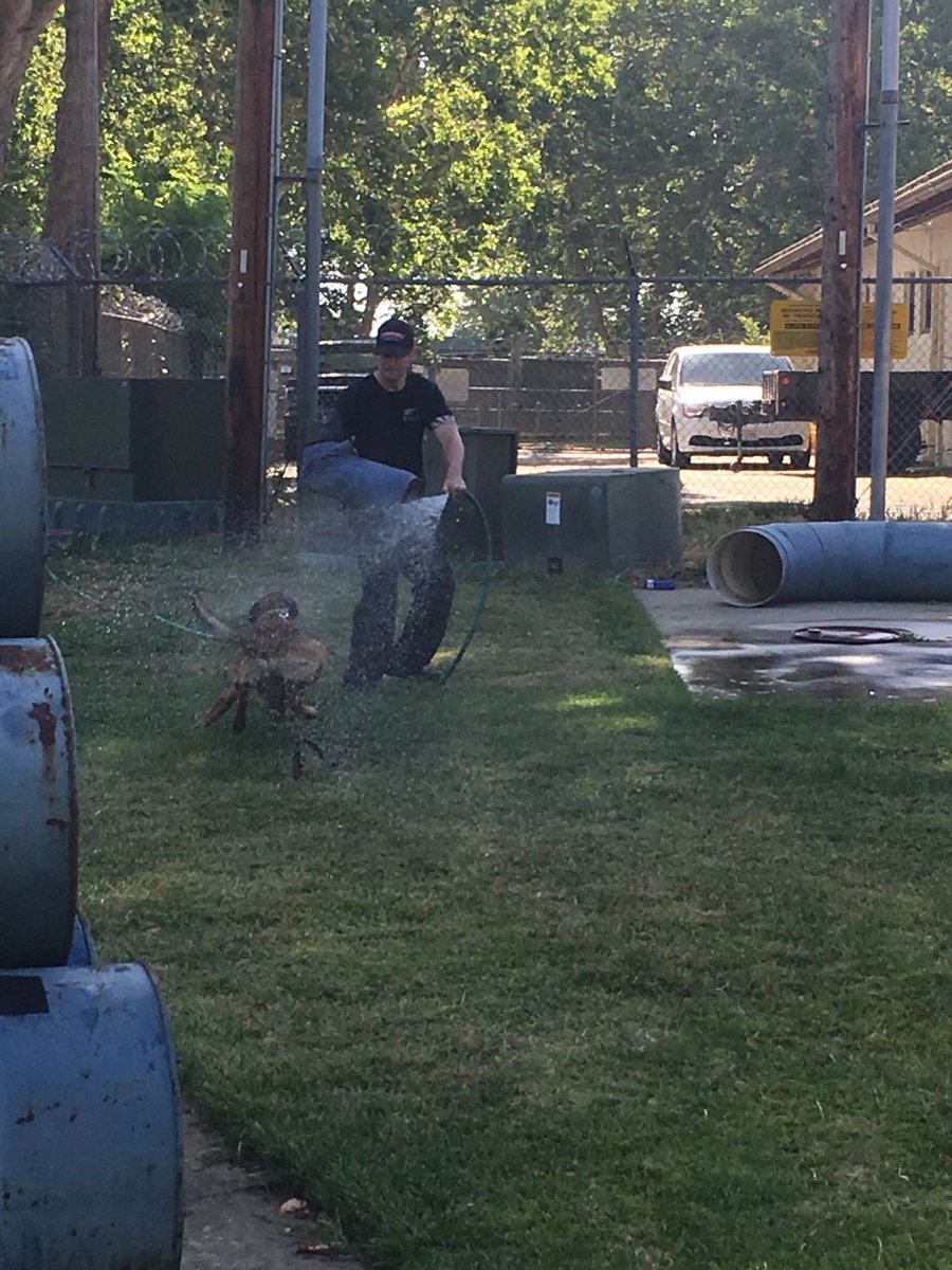LodiPD_K9's tweet photo. Some good summertime training. Reminded of this by our friends @modestopdK9. https://t.co/0sikKrKZVc