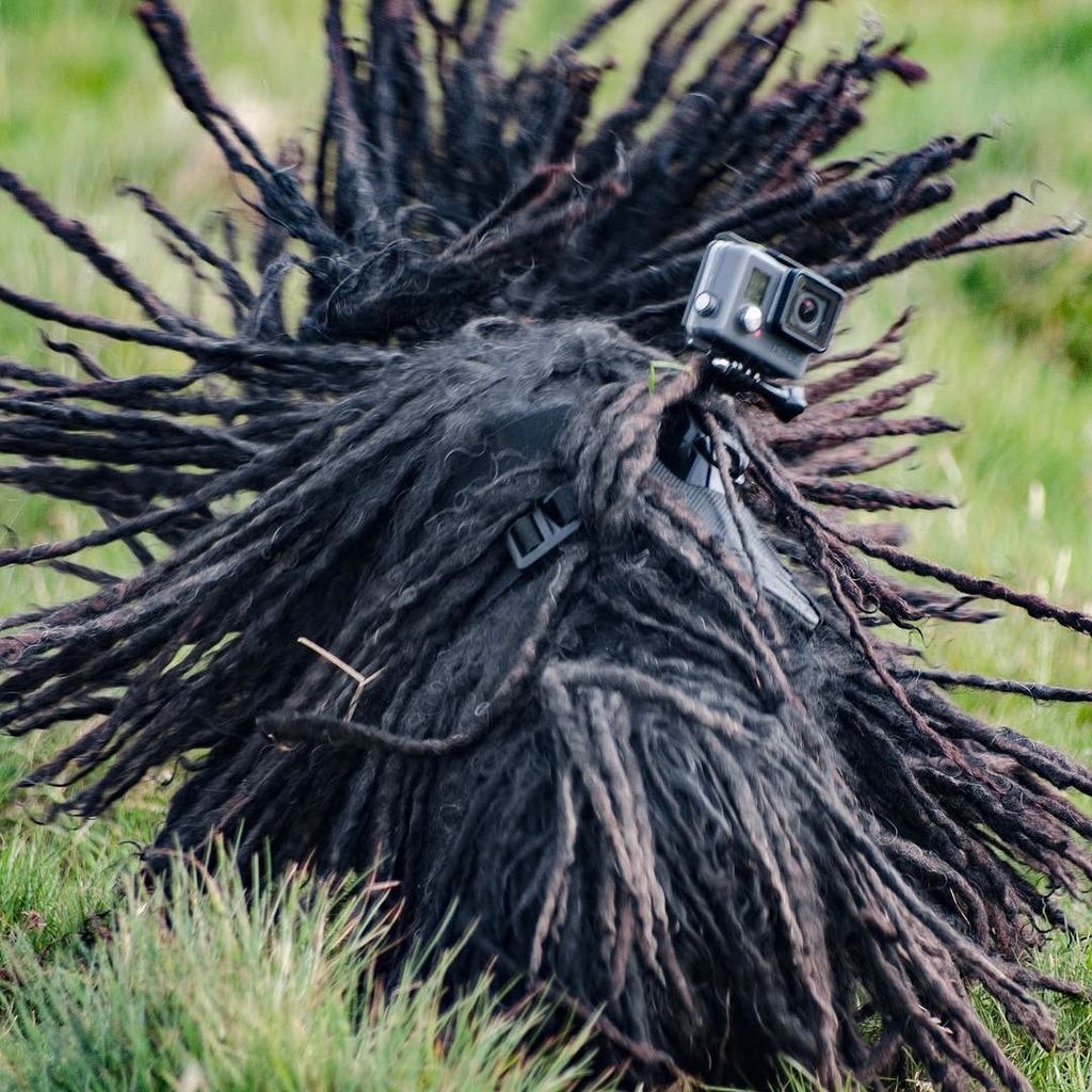ZebPuliZeb's tweet photo. #timeline #dreadlockexplosion #mopdog #GoProPuli #hungarianpuli #paparazzi https://t.co/JDS0JWEt0K https://t.co/6XLFEJdXET