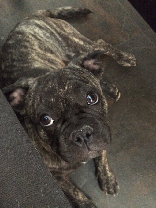 This little guy #puppylove #Frug #brutus https://t.co/qI2YmKNNKl<a href="/tag/puppylove"class="tags">#puppylove</a><a href="/tag/frug"class="tags">#Frug</a><a href="/tag/brutus"class="tags">#brutus</a>