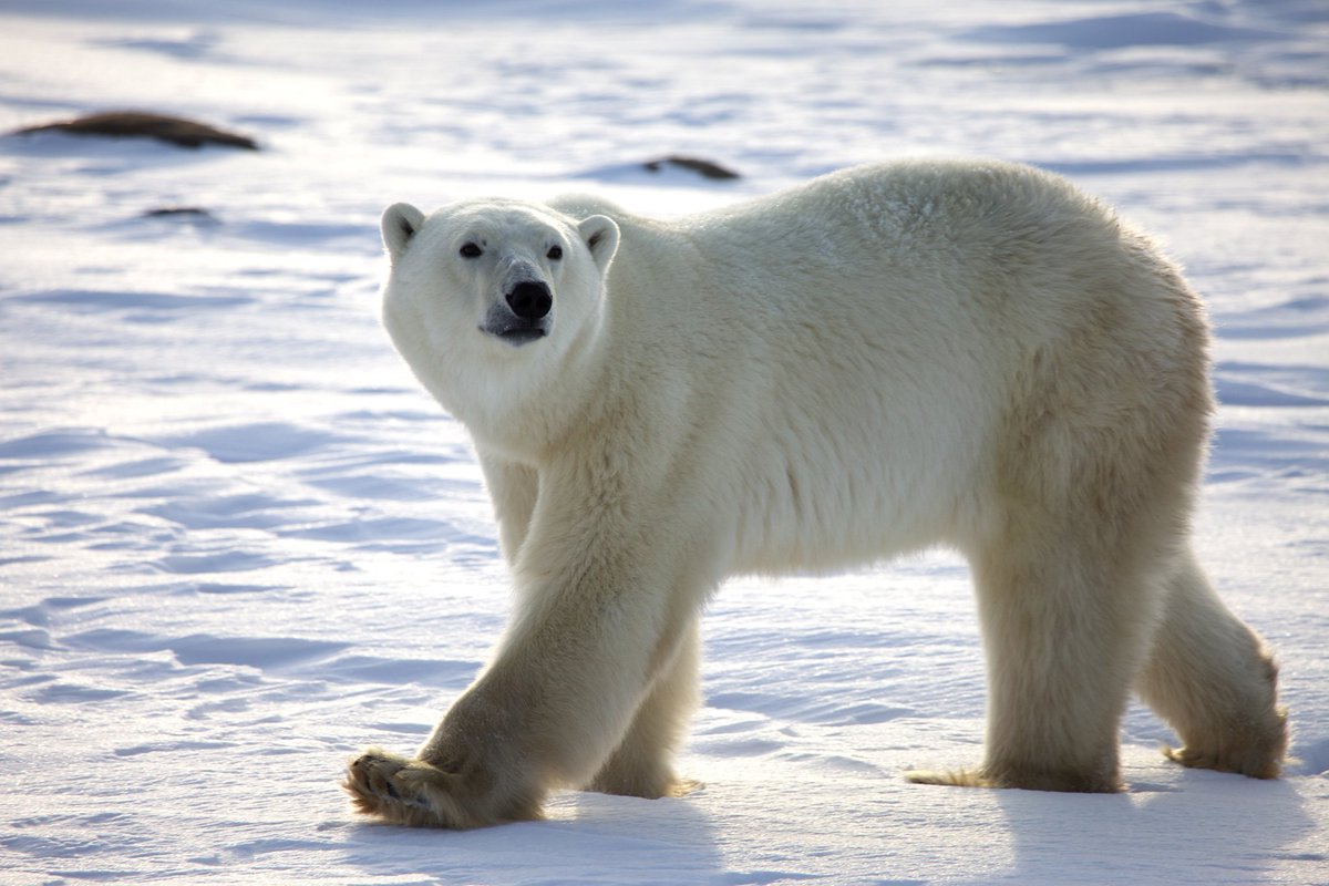 #59 Polar Bear

Polar bears have been known to swim more than 60 miles (100 kilometers) without rest in search for food.