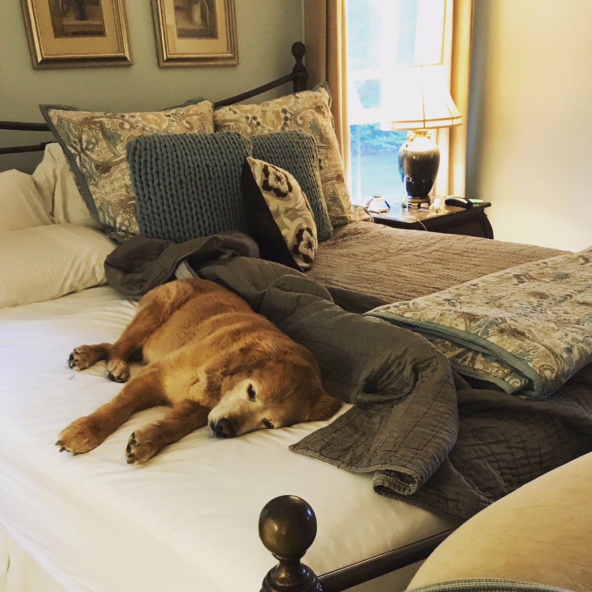 humaneworldnews's tweet photo. When your dog wants to stay in bed on a rainy day ⛈, you end up with a half made bed! #muttmonday #spoiled #priorities https://t.co/cS95vWcWWj