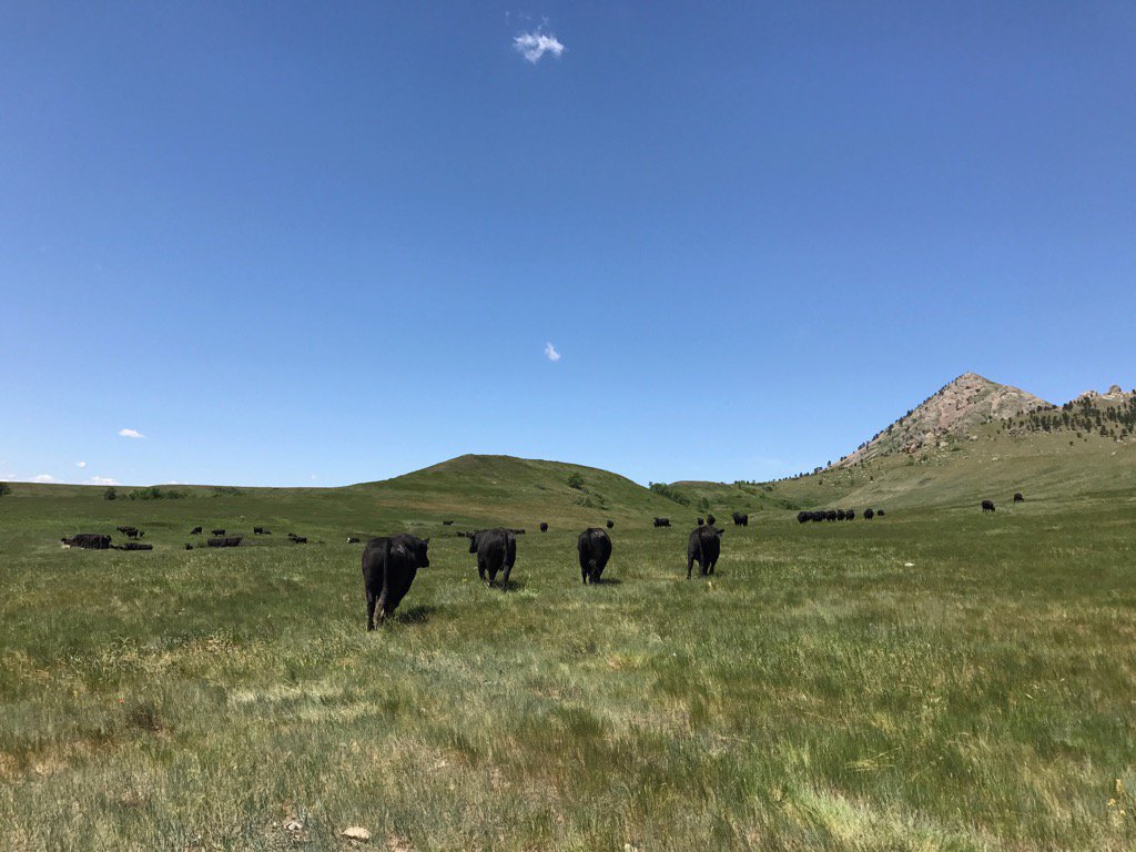 SDPrairieWriter's tweet photo. The weekend was spent hauling cattle to grass. ❤️ this time of year. #theregotheboys #bullbattery https://t.co/5vqjNcikvs