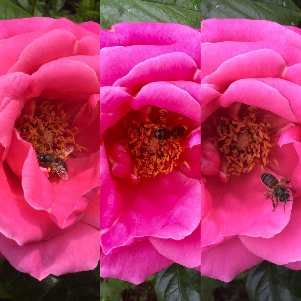 NaturalBeeTrust's tweet photo. Bathing in roses
#growingforbees https://t.co/lNYFs1LDDE