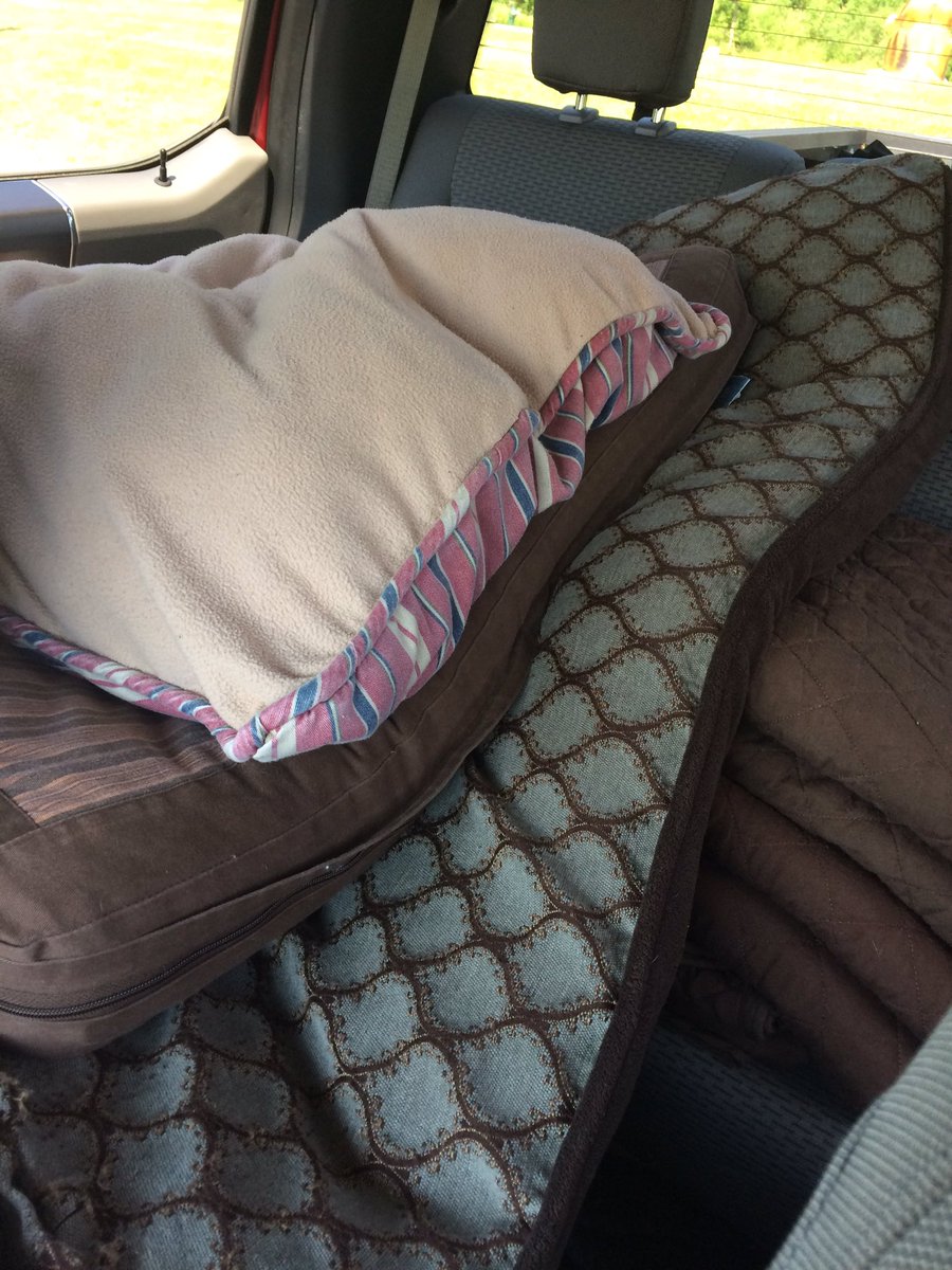 JeremySouthwort's tweet photo. Truckload of dog beds headed to the Humane Society! #thanksbailey #takincareofdogs https://t.co/RFhD71T5Ir