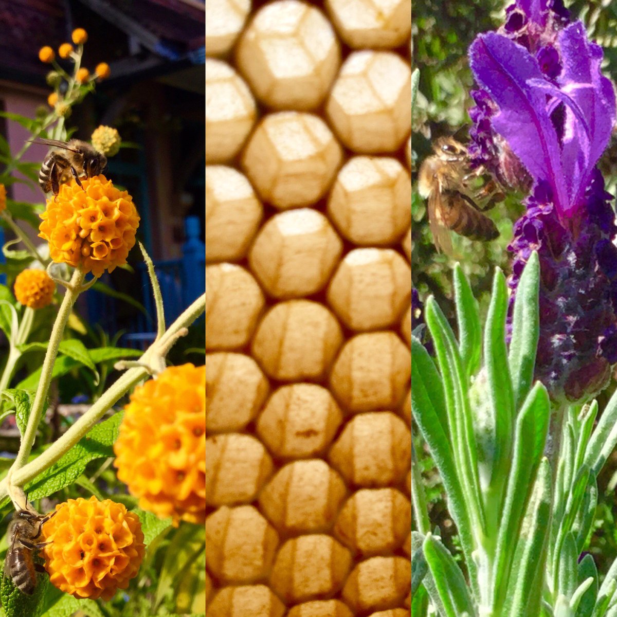 NaturalBeeTrust's tweet photo. What you give the bees, they transform beautifully
#growingforbees #organic #biodynamic https://t.co/DbPQkk9oN8