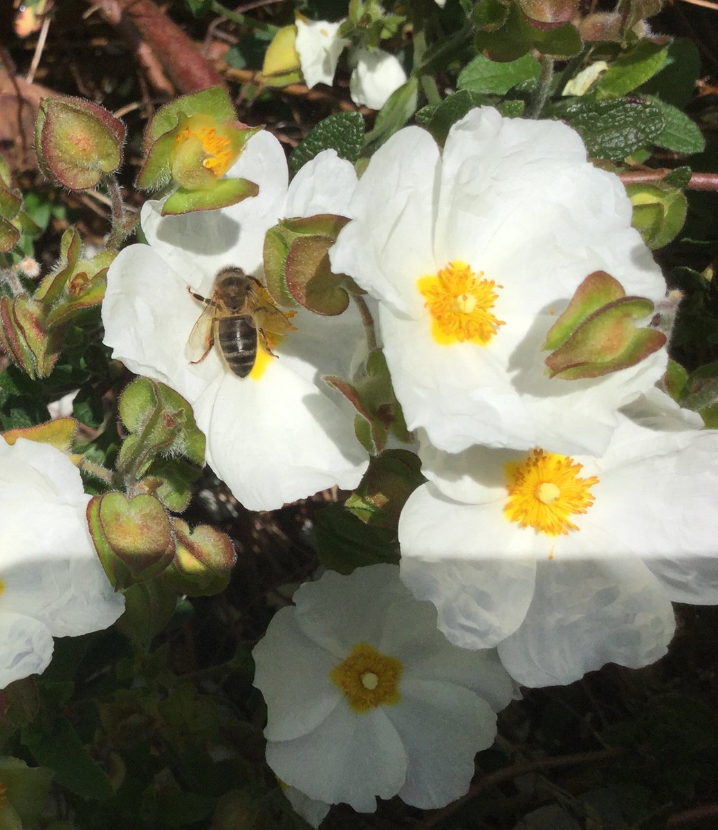 NaturalBeeTrust's tweet photo. Flowers for bees: Rosa "Rambling Rector", Allium giganteum, Rosa St. John - all the bees adore them
#growingforbees #noneonics #organic https://t.co/K92m2BvCHf