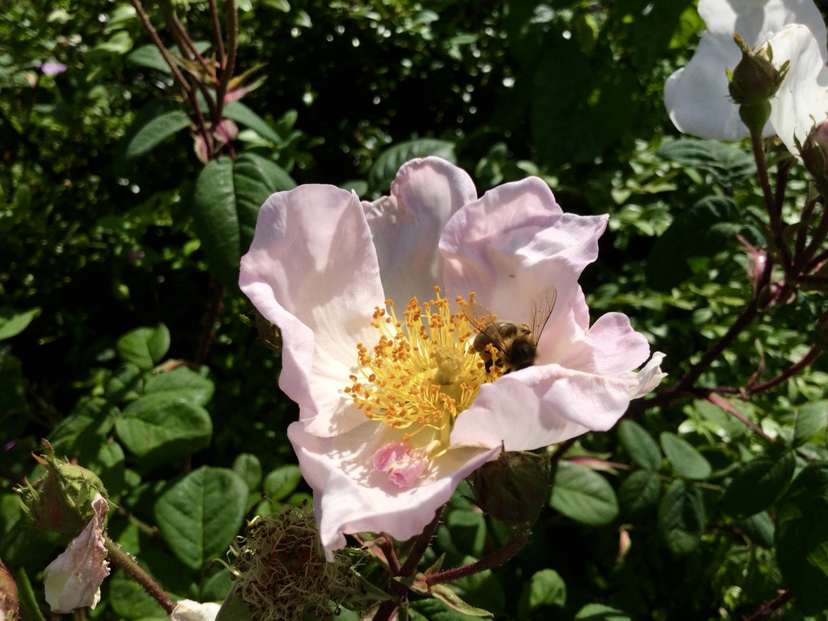 NaturalBeeTrust's tweet photo. Flowers for bees: Rosa "Rambling Rector", Allium giganteum, Rosa St. John - all the bees adore them
#growingforbees #noneonics #organic https://t.co/K92m2BvCHf