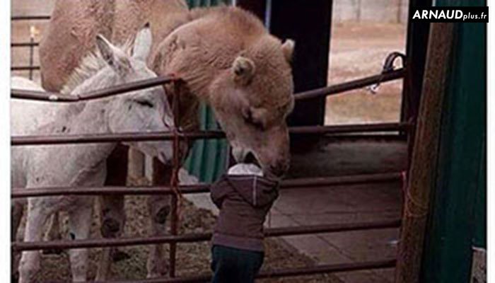 Arnaud_Nymes's tweet image. Ton enfant se fait manger par un chameau, que fais tu?
a)Tu le sauves
b)Tu prends une photo