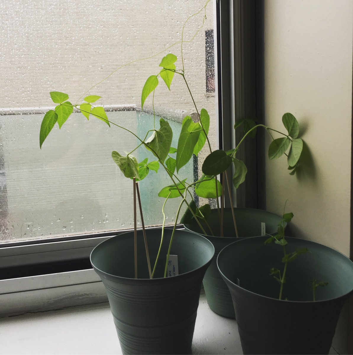 yardlessgarden's tweet photo. Yay #MOTIVATIONMONDAY. Check out the new post https://t.co/Oi2EtUIqEF. 
#urbangarden #nyc #greenerisbetter #yardlessgarden #patreon #growit https://t.co/myH8ffXV92