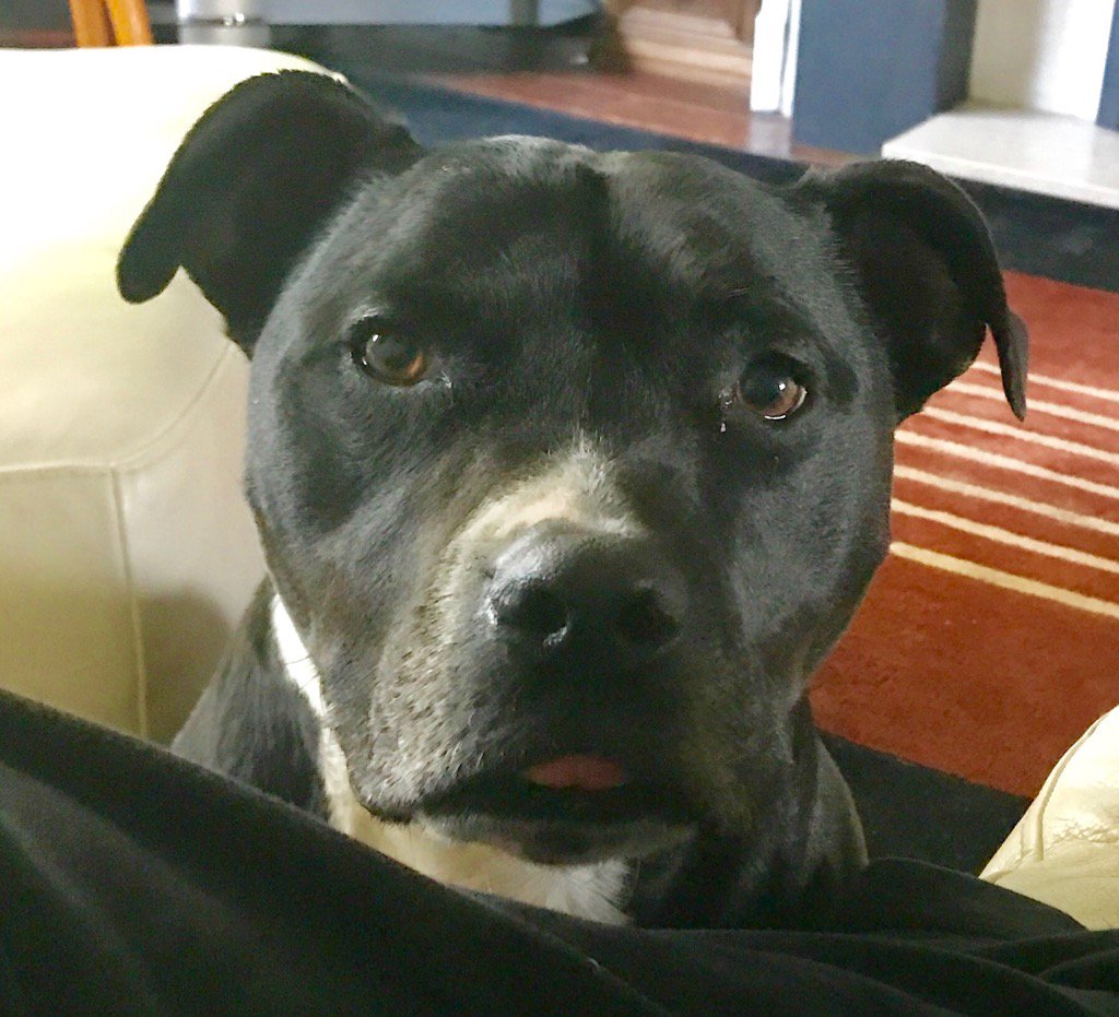 realjahwobble's tweet image. Please RT. I've lost my b&amp;amp;w  staffie Tyson . Last seen on the brownfield site at bottom of north park road bramhall