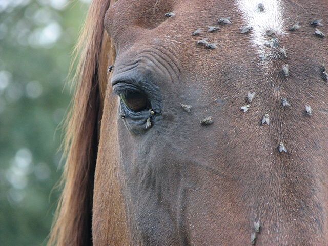 Lyons_Gate_Farm's tweet photo. 15 Ways to Ward Off Flies (Naturally)
https://t.co/e74pcST0Bh
#lyonsgatefarm #lyonsgatedressage #barnflies https://t.co/1yLEaJ5HfX