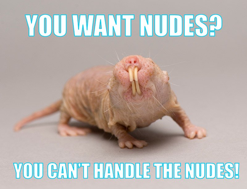 Mashable on Twitter: "Why send nudes when you can send memes of naked ...